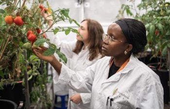 Phytoform team picking gene-edited tomatoes from Phytoform labs.